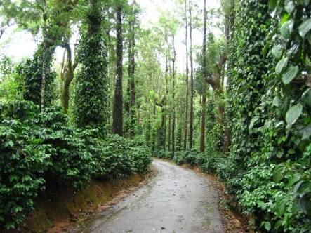 Coffee estate, Coorg