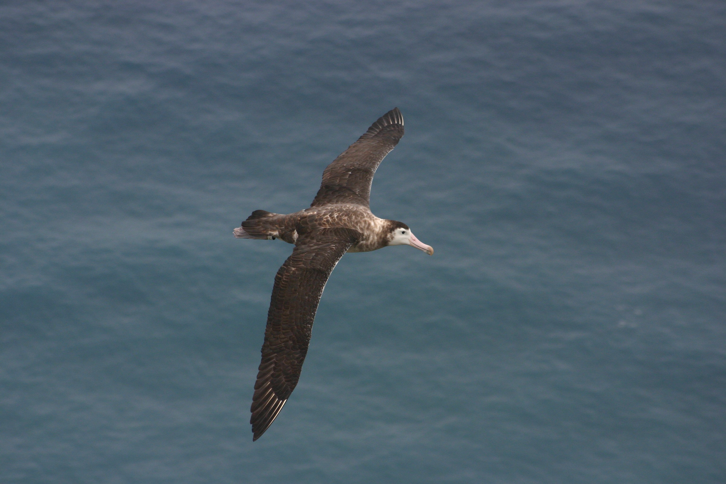 https://commons.wikimedia.org/wiki/File:Albatros_d%27amsterdam.jpg