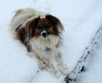 Photo is mine of Woof the Papillion (sadly no longer with us)
