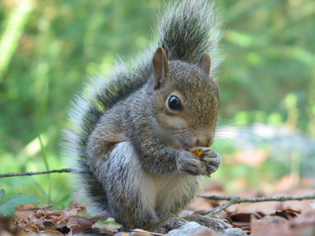 A squirrel eating