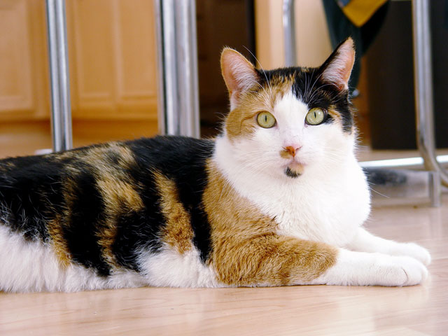 an orange calico http://bing.com/explore/rewards?rrid=_4a4d8ca6-d007-c59d-34cf-7b40dfa07200