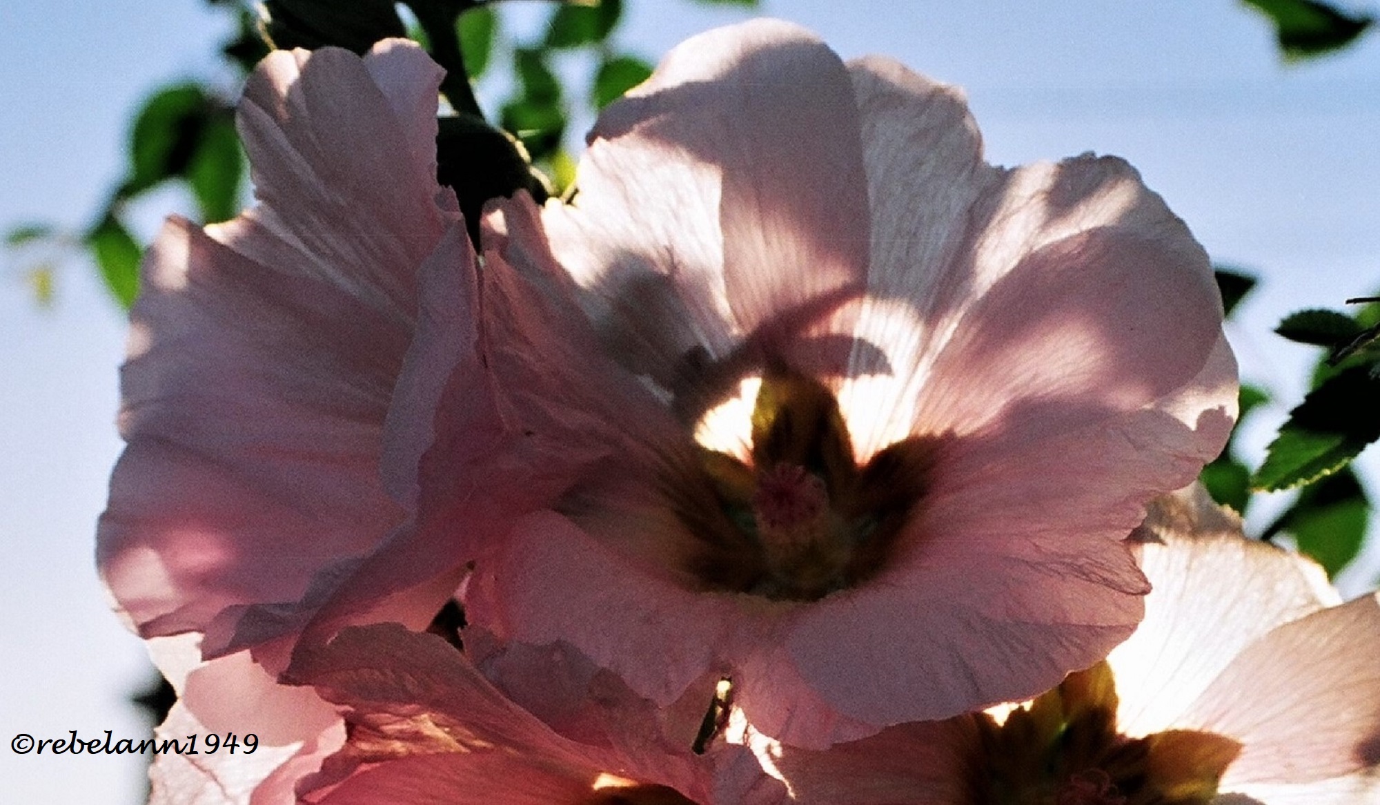 Pink hollyhocks, I took this shot some years ago.