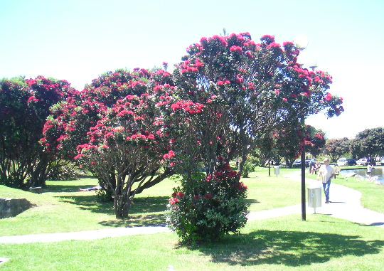NZ Christmas tree, pohutukawa
