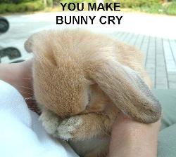 A really cute picture of a bunny - How cute is that?