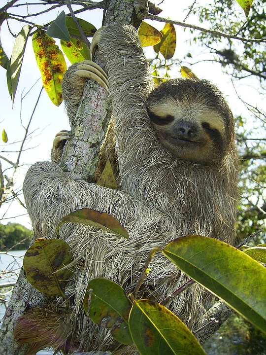 Free to use under creative commons. http://maxpixel.freegreatpicture.com/Pygmy-Sloth-Three-Toed-Sloth-Sloth-Bradypus-Pygmaeus-62869