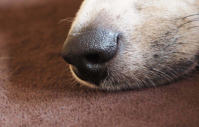https://pixabay.com/en/dog-s-nose-snout-pet-dog-animal-1076709/ https://pixabay.com/en/dog-s-nose-snout-pet-dog-animal-1076709/