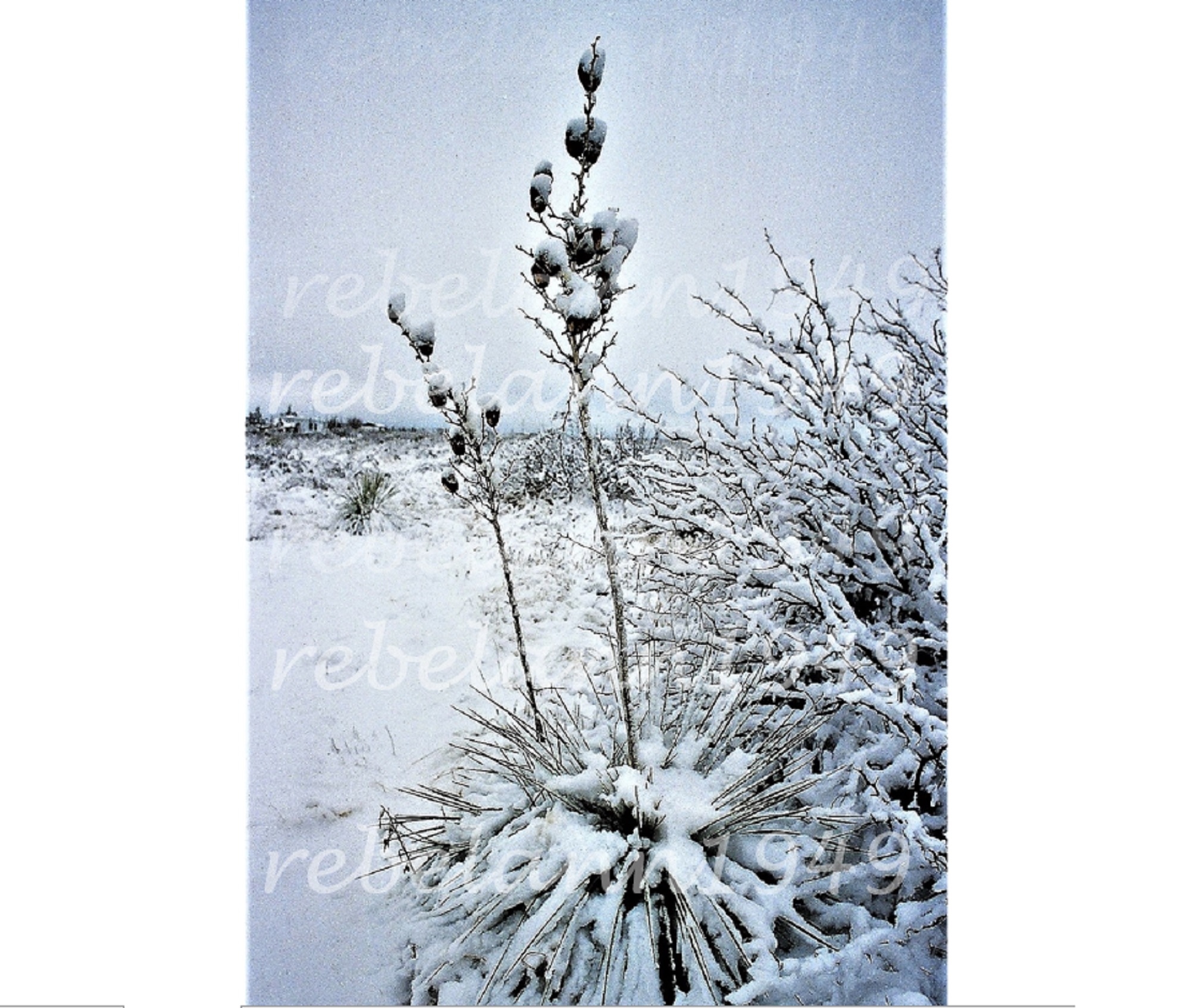 1991 photo of snow on a yucca in Chaparral NM, I took it with 35mm. 1991 photo of snow on a yucca in Chaparral NM, I took it with 35mm.
