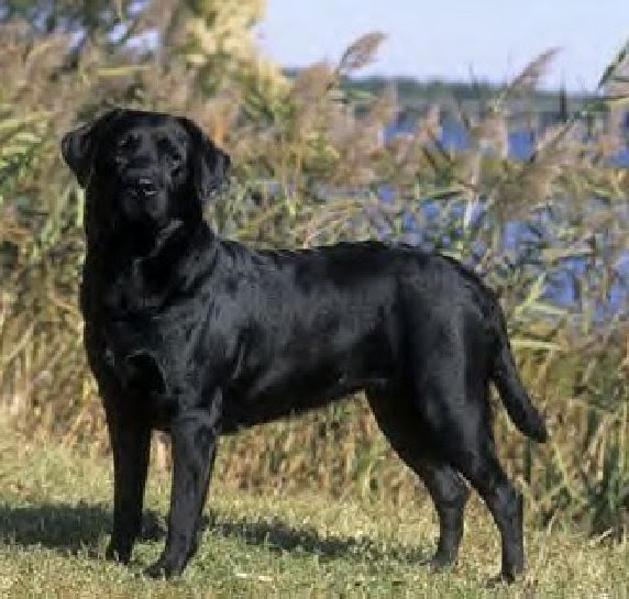 Black Labrador Retriever Black Labrador Retriever