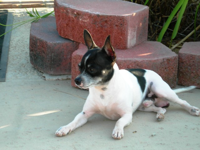 Chico Chihuahua - My baby Chihuahua. I take him everywhere mostly. He is only 5 lbs. He is about 2 and 1/2 years old. Isnt he the cutest? He is the smartest.