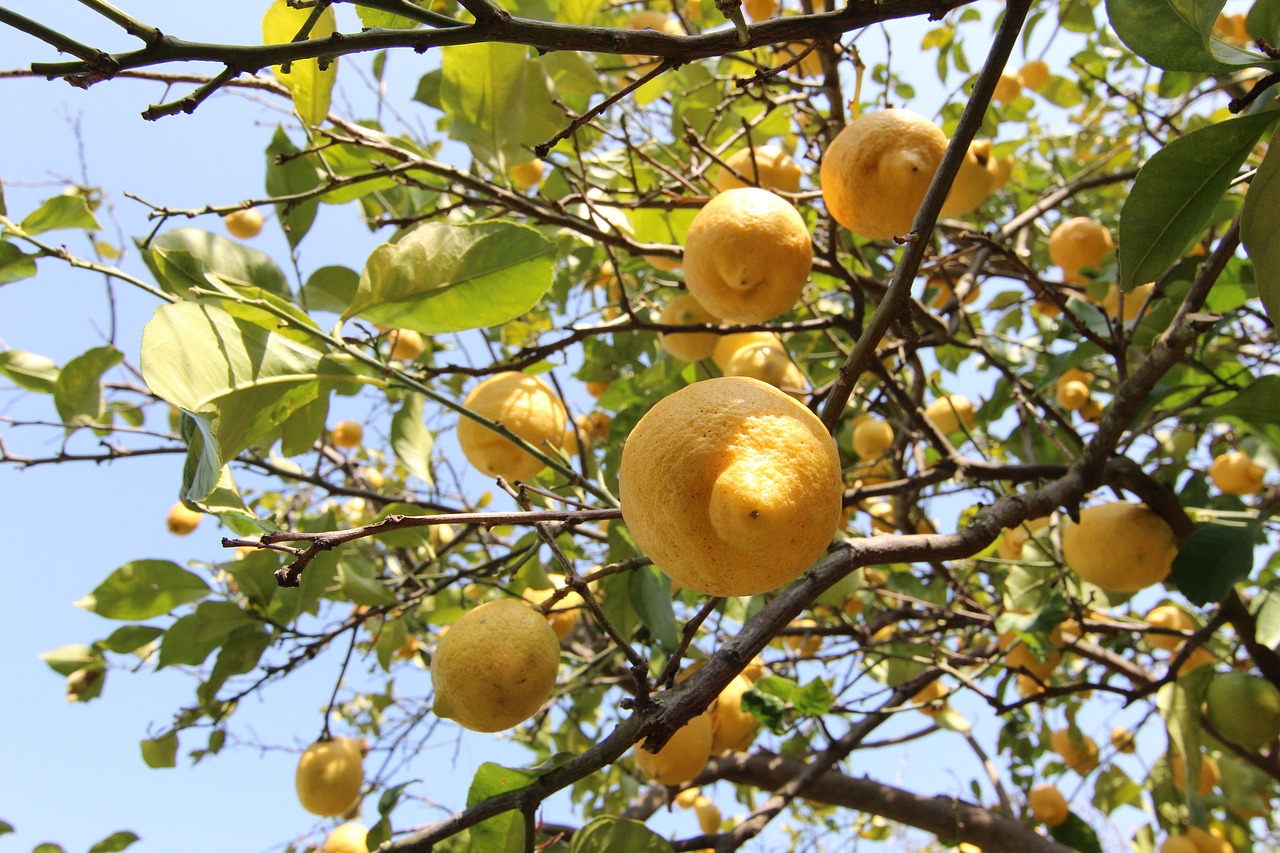 https://pixabay.com/en/lemons-tree-citrus-fruits-fruit-2910665/