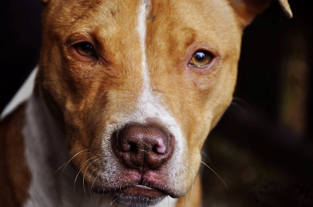 https://pixabay.com/en/pit-bull-dog-pit-pet-bull-animal-1234515/ https://pixabay.com/en/pit-bull-dog-pit-pet-bull-animal-1234515/