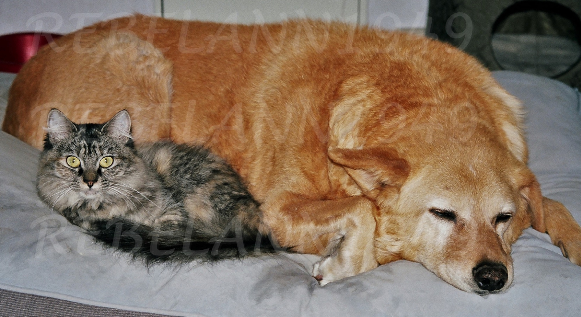 Boobear and Sophie snugglin probably in 2007 I took this with 35mm film.