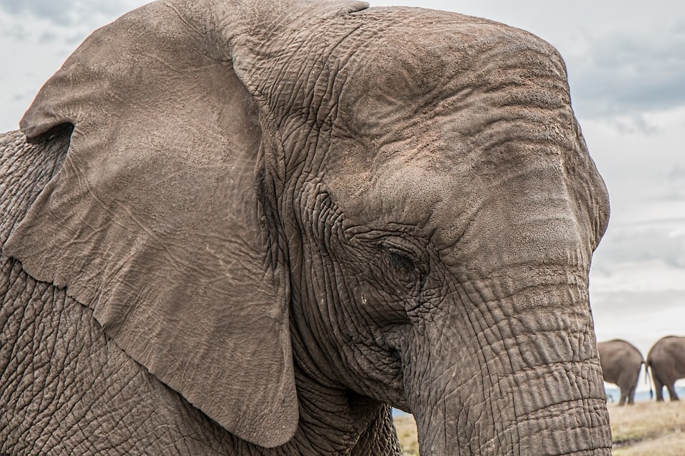 They say elephants have powerful memories, so I hope they are not also all painful ones, like mine all are.