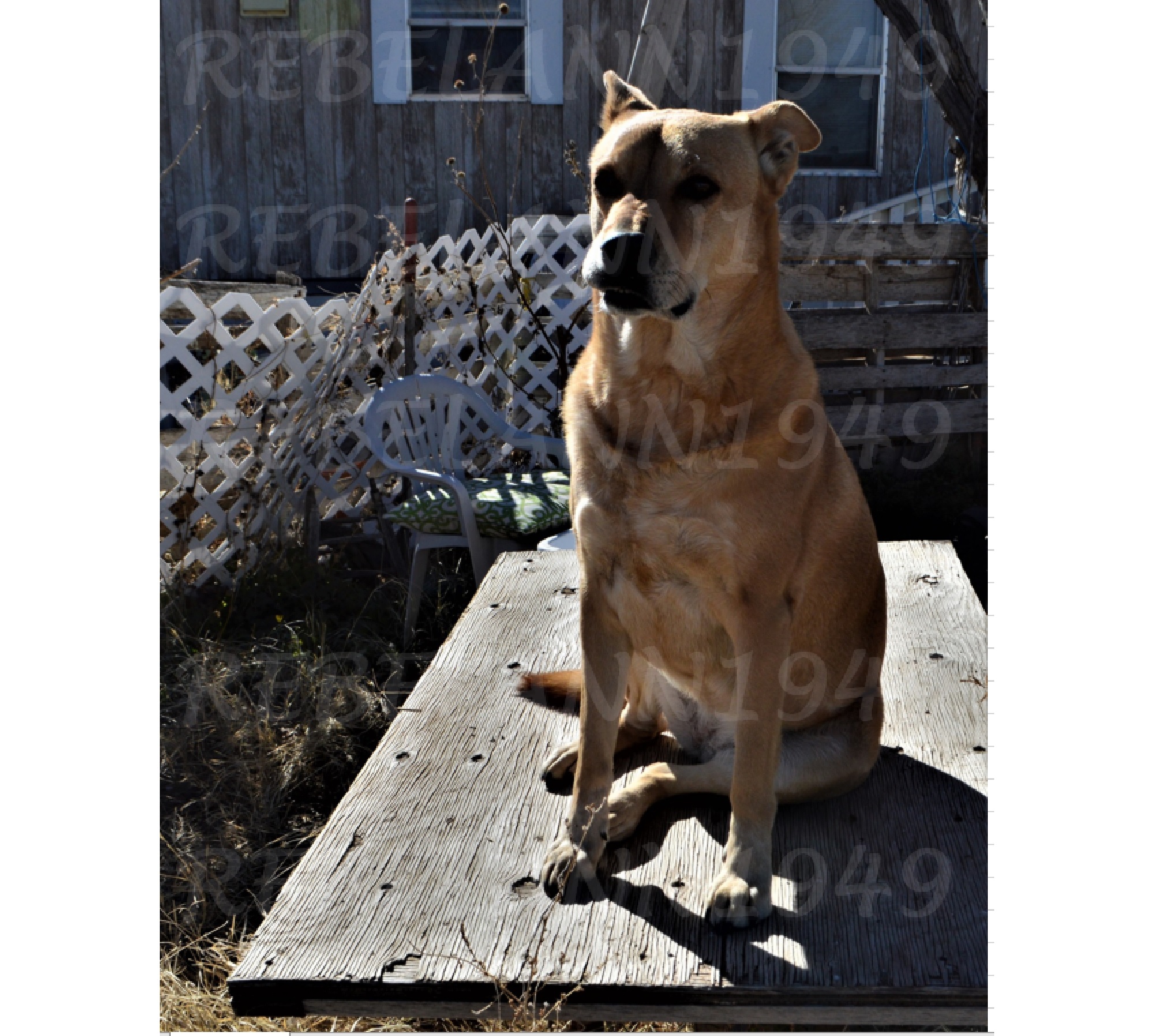 Ally soaks in the rays today 12 29 2017, I took this shot about an hour ago. Ally soaks in the rays today 12 29 2017, I took this shot about an hour ago.
