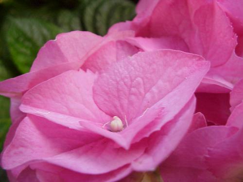 More Beautiful flowers - I really love these - they are so bright and cheerful!