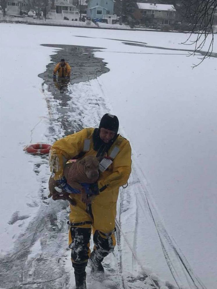 New Jersey fireman rescue Lilly the Shar Pei dog from a frozen lake