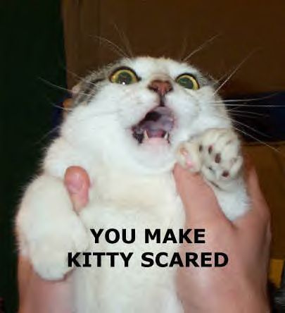 scared kitty - kitty is scared! stop scaring him!