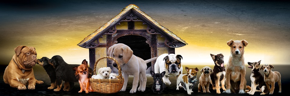 https://pixabay.com/en/animals-dogs-puppies-dog-kennel-3017138/