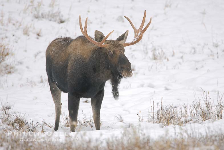A moose and snow A moose and snow
