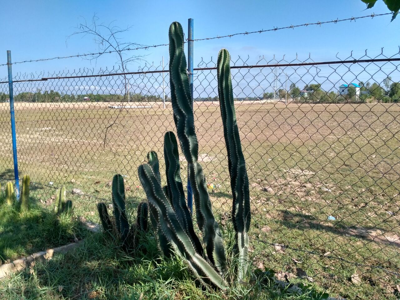 Cactus without flower