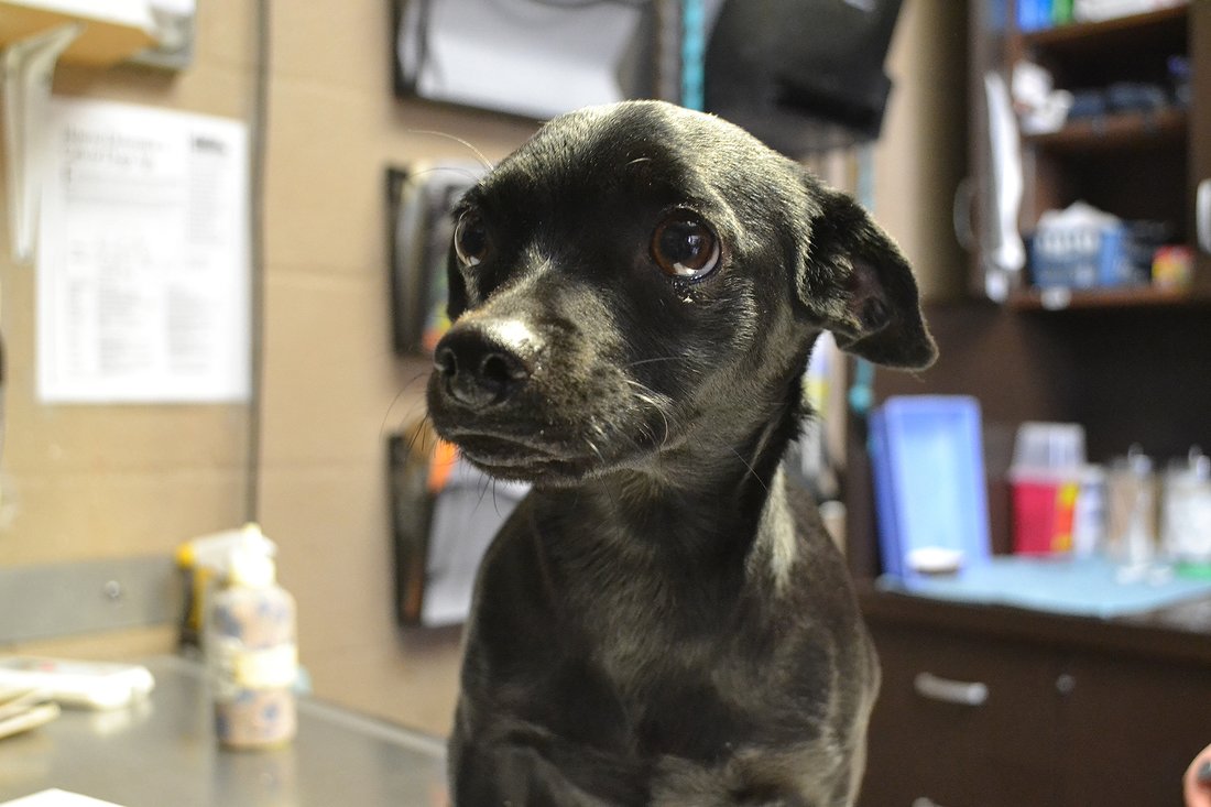 Dog saved from death by a caring animal shelter Dog saved from death by a caring animal shelter