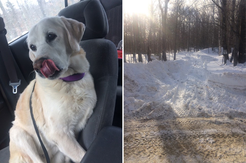 A dog that spent five days in a snowbank in Maine survives her ordeal  