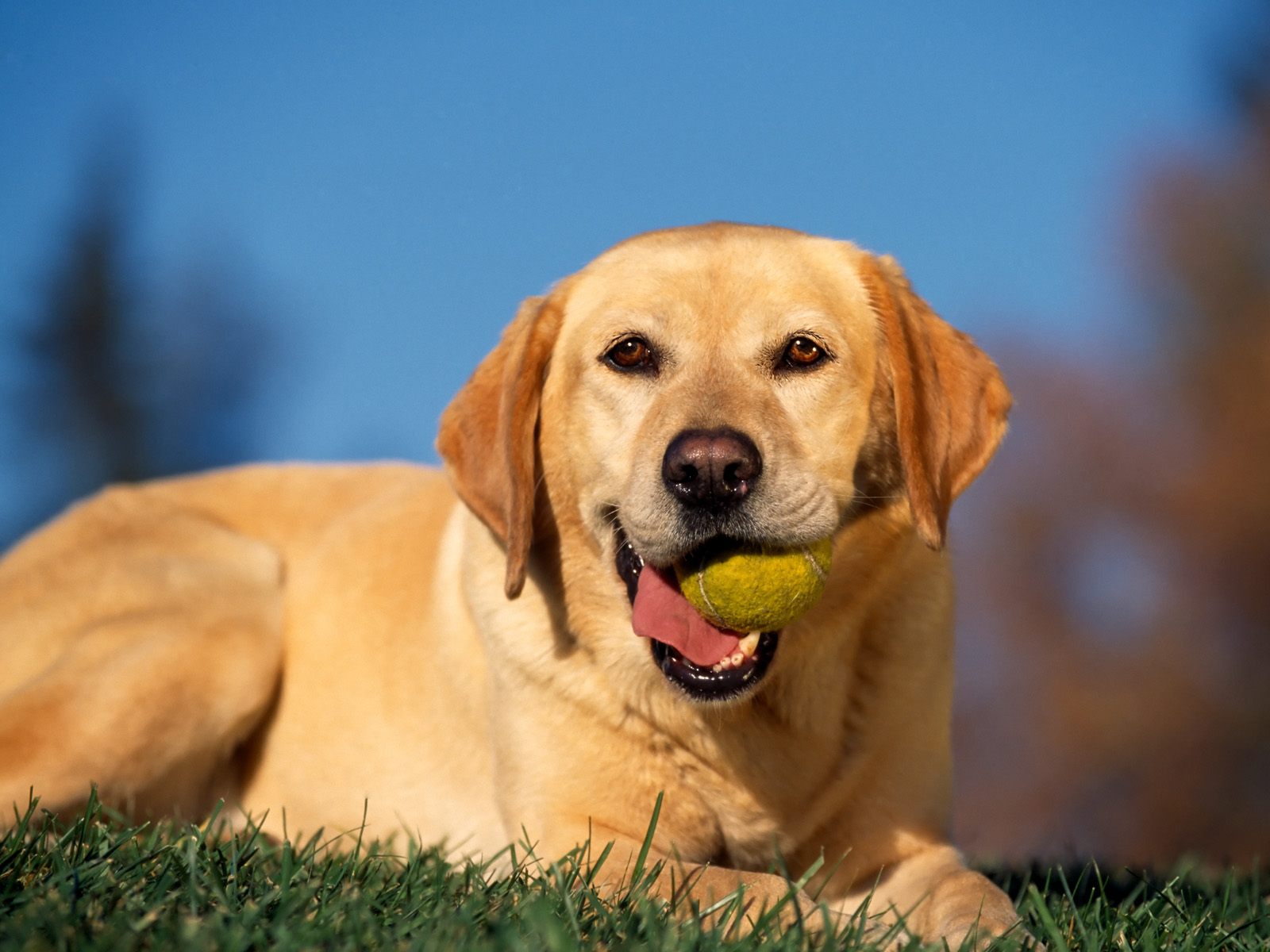 A yellow Labrador retriever A yellow Labrador retriever