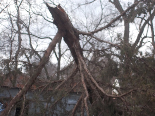 The biggest part of the downed cedar branches The biggest part of the downed cedar branches