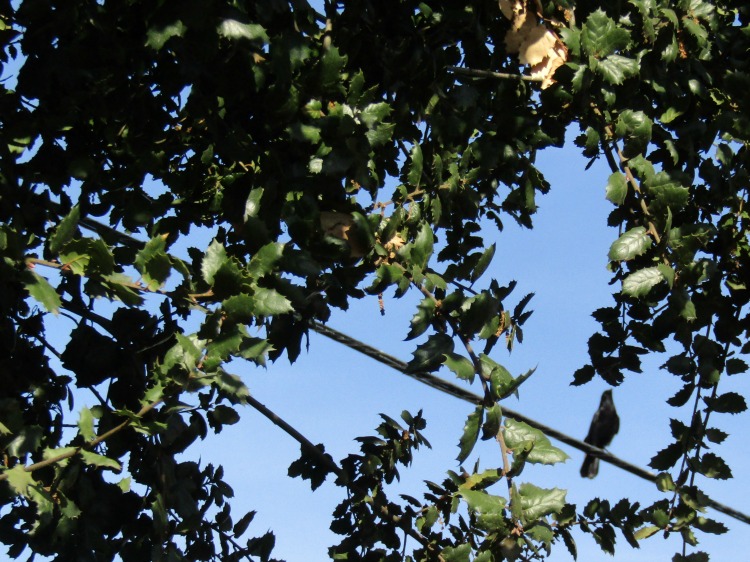 A Bird on a Wire among Oak Branches A Bird on a Wire among Oak Branches