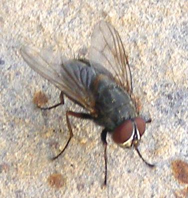 Would you really like to be a fly on the wall of somebody elses house at times, or not?