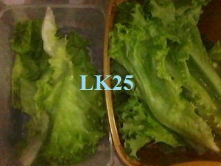 lettuce,vegetable lettuce,vegetable
