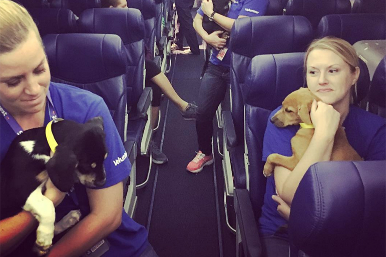 Dogs and cats aboard a Southwest Airlines flight to Washington D C Dogs and cats aboard a Southwest Airlines flight to Washington D C