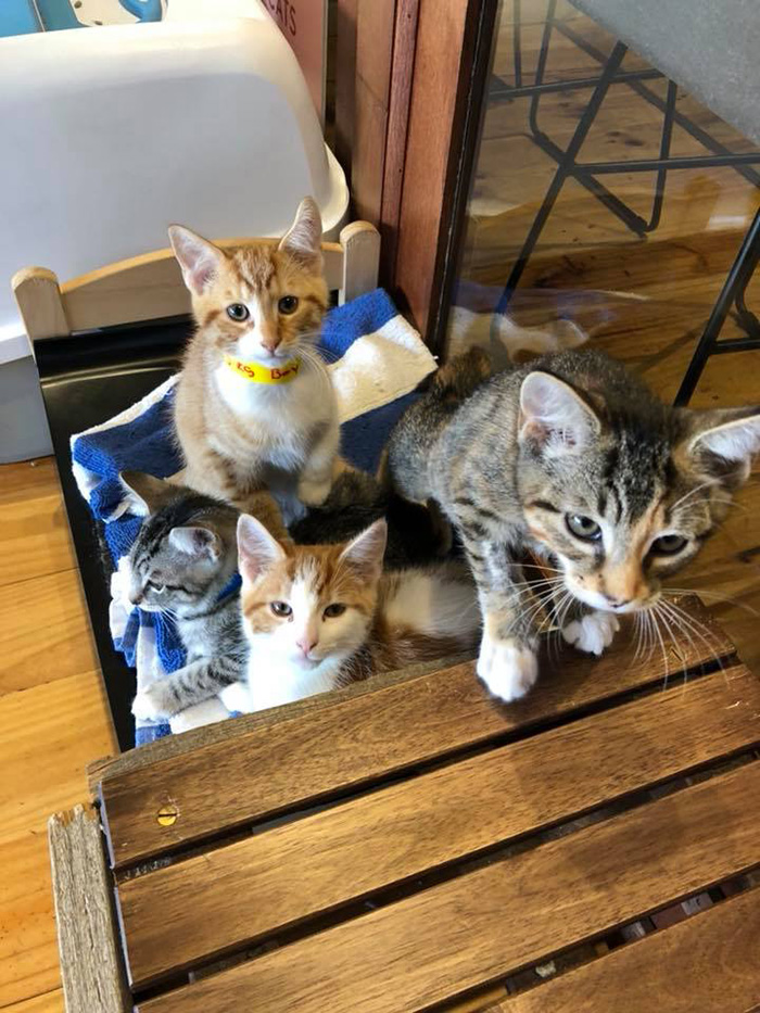 Cats waiting to be adopted inside a cafe in Austrailia