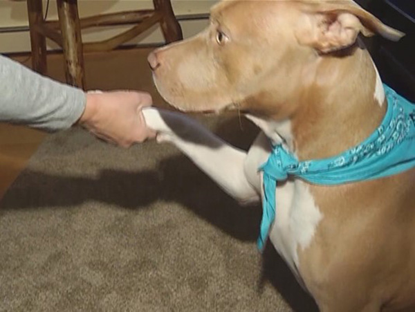 Ruby the Pit Bull is being called a hero Ruby the Pit Bull is being called a hero