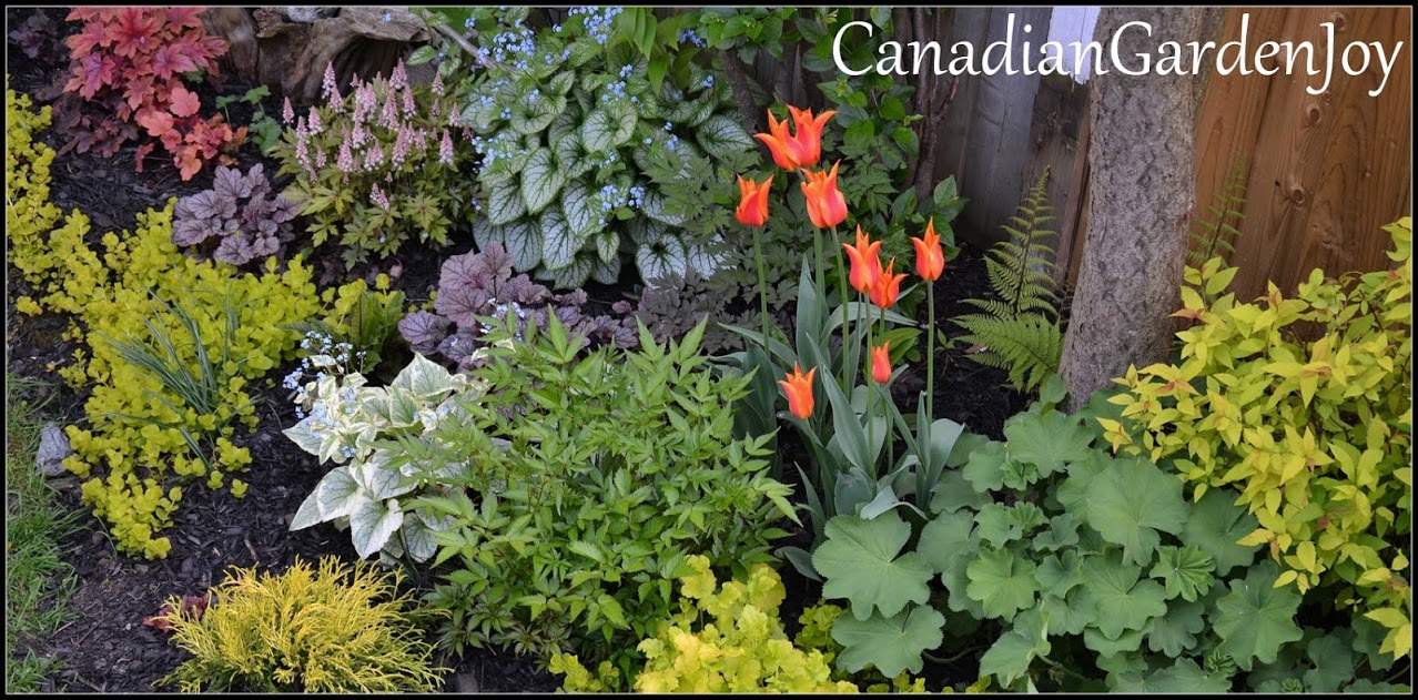 photo from Canadian Garden Joy,