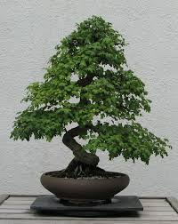 https://commons.wikimedia.org/wiki/File:English_Hawthorn,_1953-2007.jpg https://commons.wikimedia.org/wiki/File:English_Hawthorn,_1953-2007.jpg