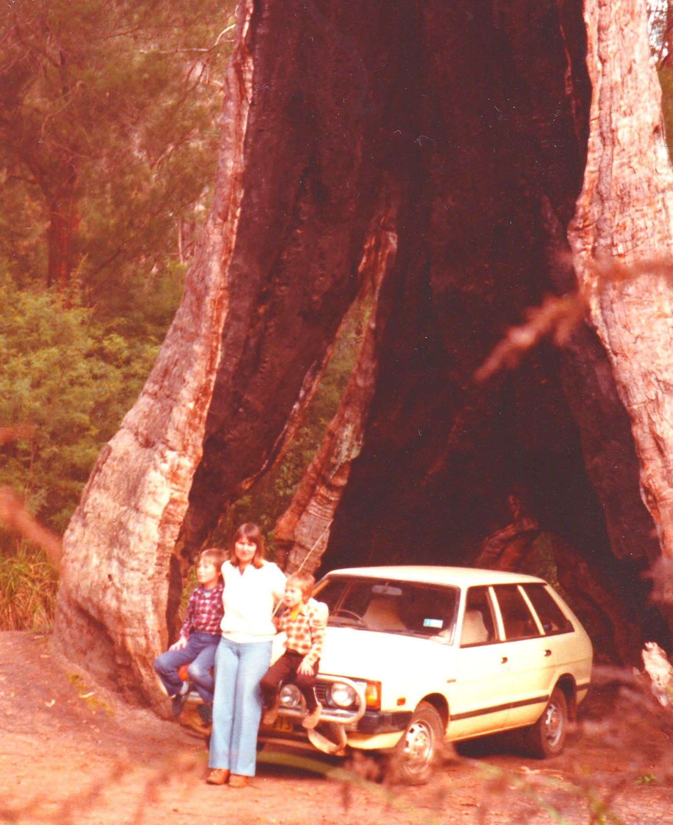 Giant Tingle Tree - circa 1976 Giant Tingle Tree - circa 1976