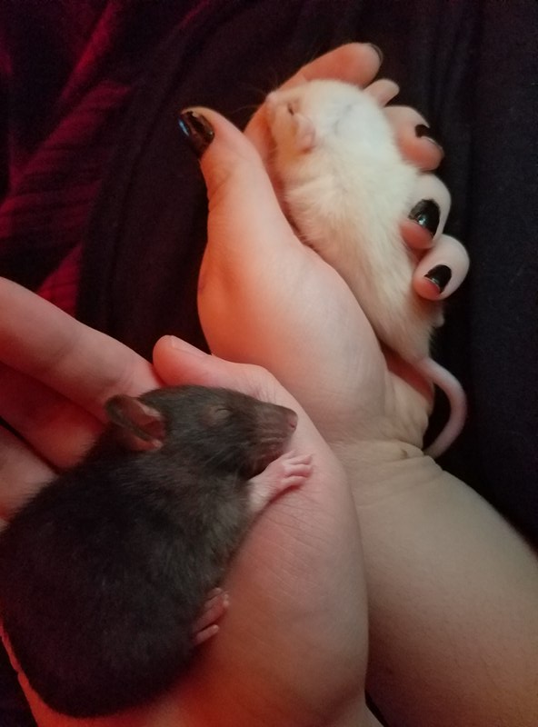 The sweeties! The sweeties!
