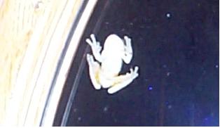 Frog - Tree frog on door window from inside house