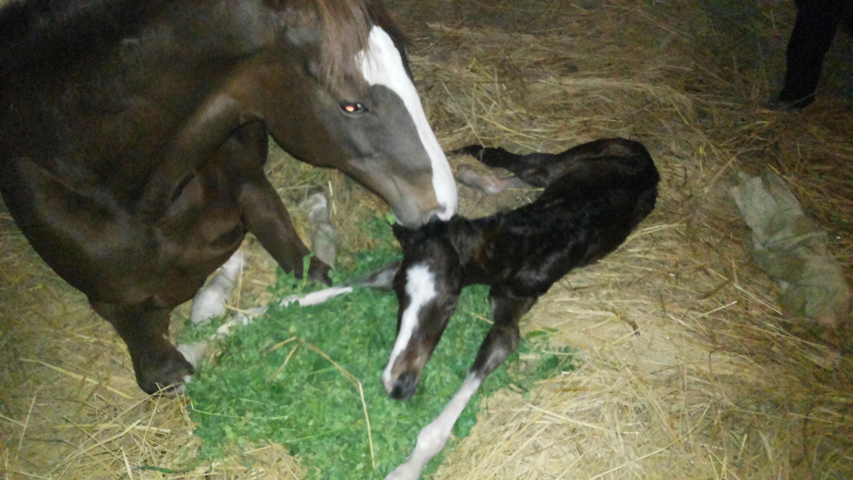 Few Minutes Old Female Foal With Her Mother! Few Minutes Old Female Foal With Her Mother!