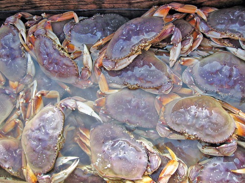 Live crab hopper, free image from ODFW