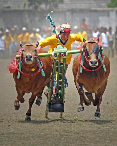 Bull Racing - Bull Racing