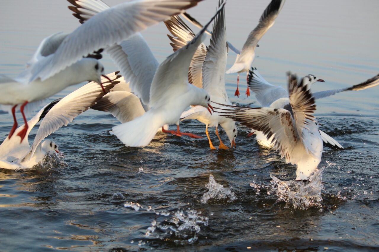 Free Birds!