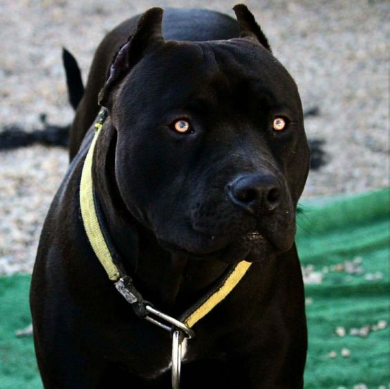 A black Pit Bull dog is a hero 