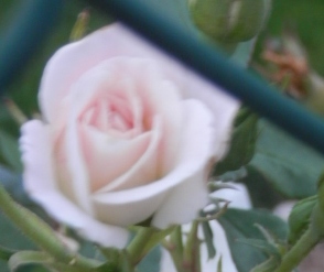 wild rambling rose in marcilla navarra.