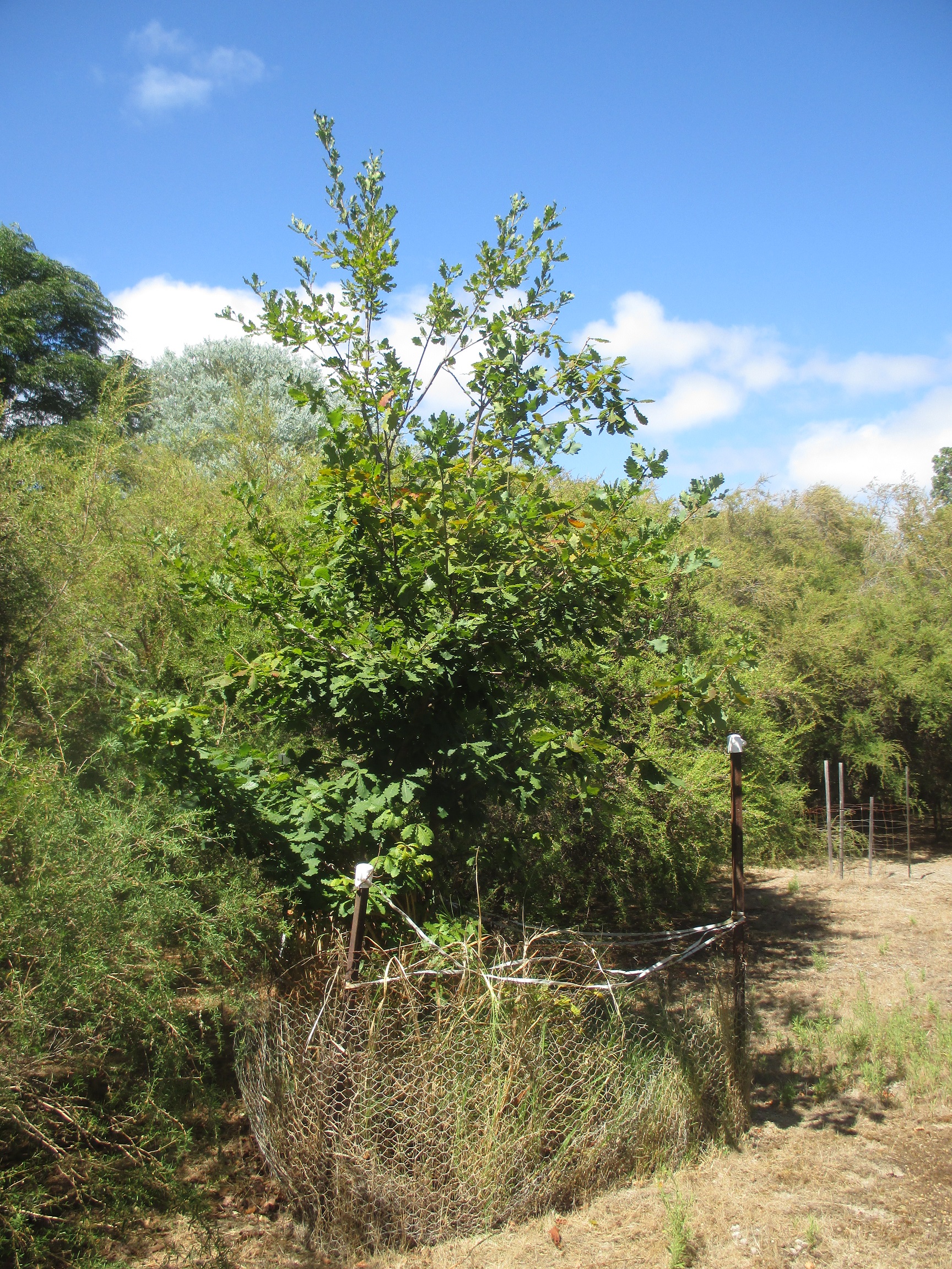 oak tree, Donnybrook