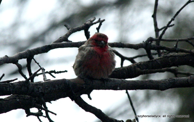 red house finch bravin&#039; cold winds