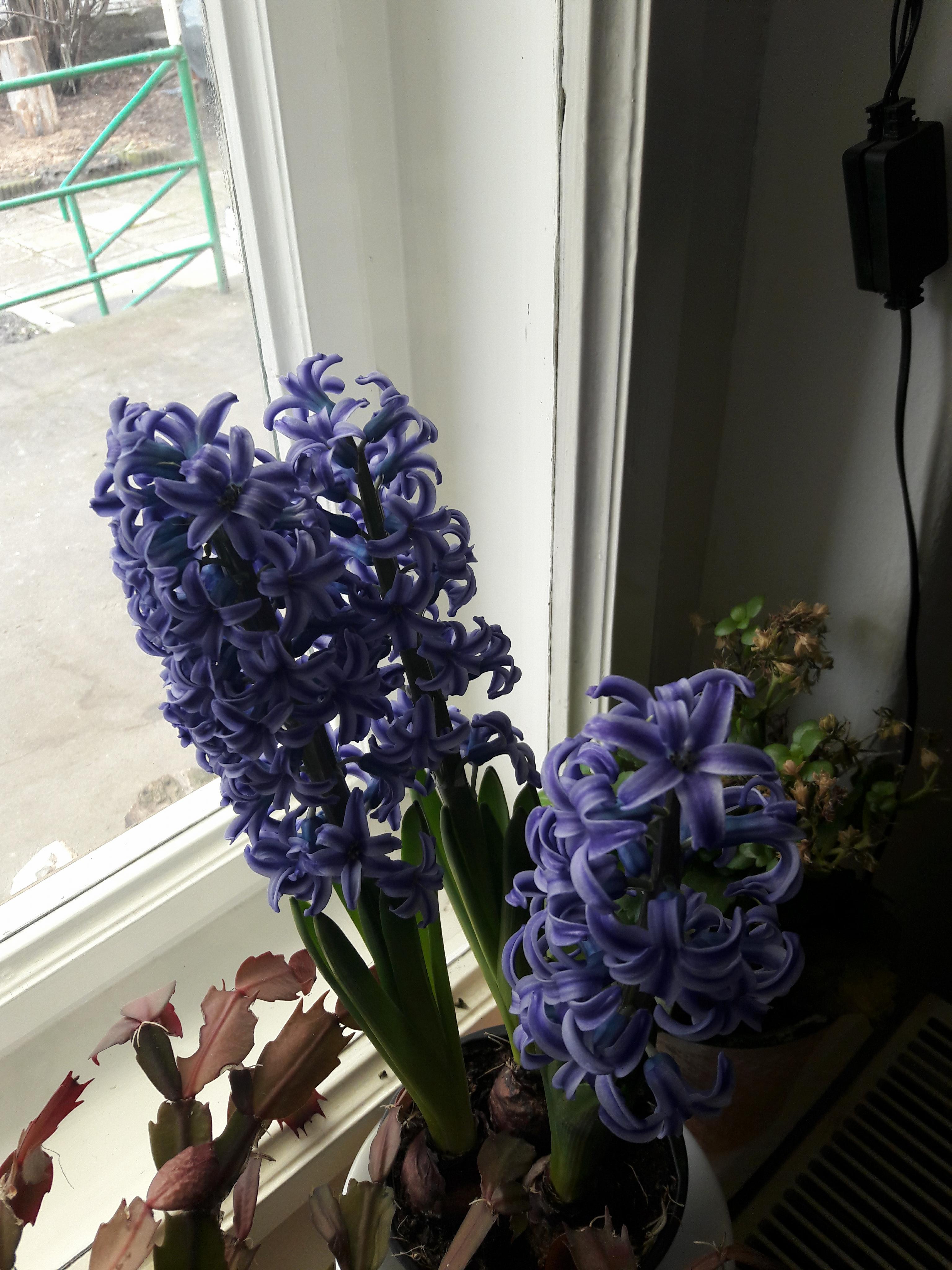 hyacinths, flowers, purple