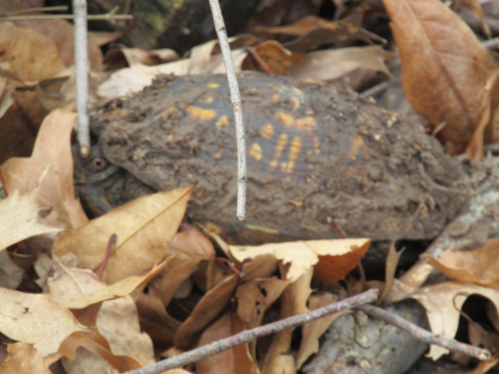 Eastern Box Turtle 