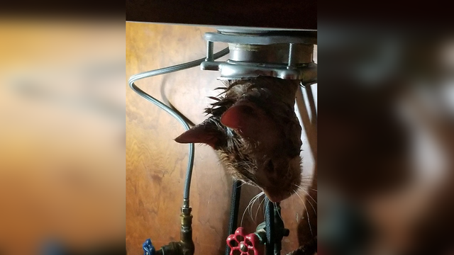 Sam the cat gets help from a police officer after he was stuck in a garbage disposal Sam the cat gets help from a police officer after he was stuck in a garbage disposal